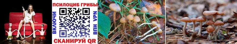 Псилоцибиновые грибы Psilocybe  что такое   Протвино 